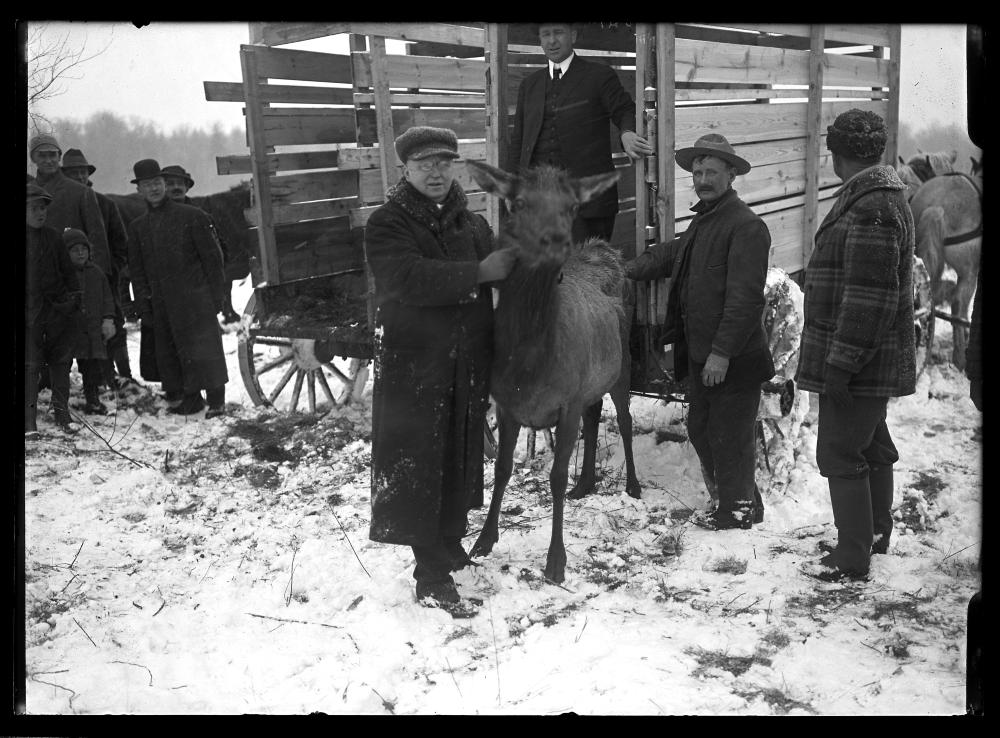 Elk Release, Adirondacks, c. 1920s